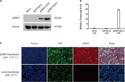 Chlamydia trachomatis Plasmid Protein pORF5 Up-Regulates ZFAS1 to Promote Host Cell Survival via MAPK/p38 Pathway